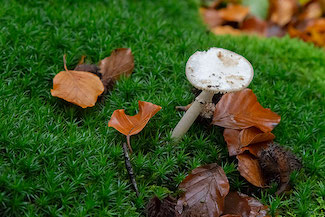 2_D600_DSC6815